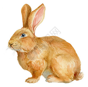 棕色兔子水彩插图图片