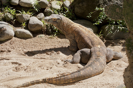 印度尼西亚巴厘岛动物园科莫多龙Komodo图片