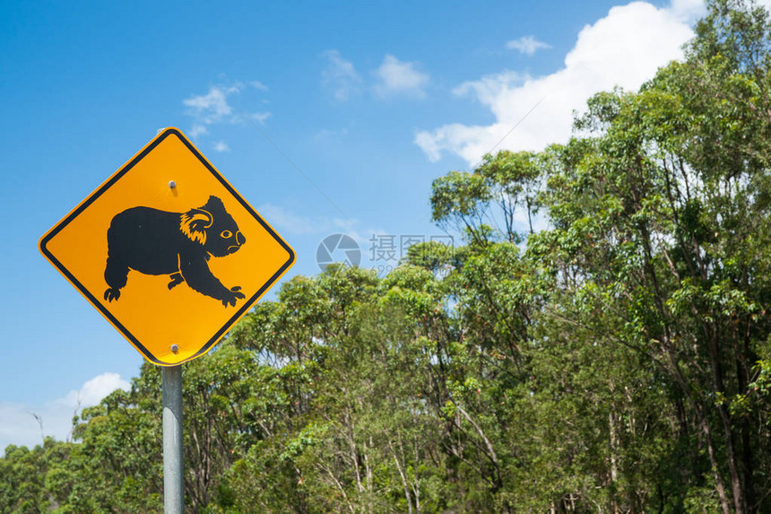 Koala熊警告在澳大利亚靠近乡村的黄色公路图片