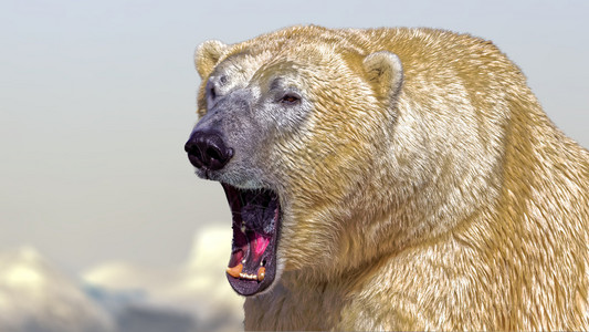 北极熊Ursusmariti图片