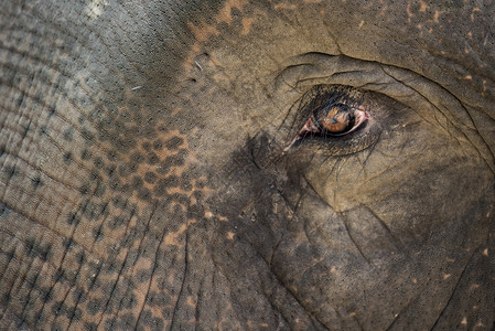 关闭亚洲大象的眼睛图片
