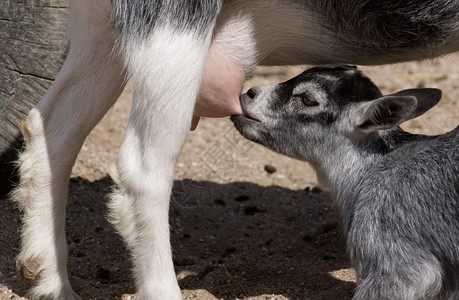 山羊小孩喝母乳图片