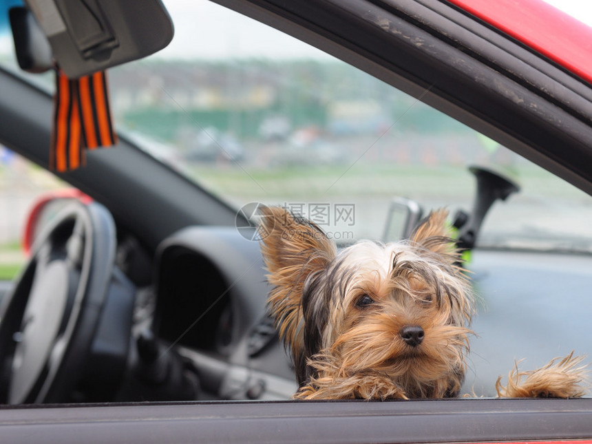 在车里的小狗约克夏犬图片