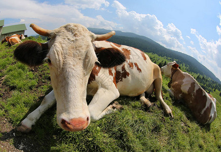 山里的白牛和白黄牛用图片