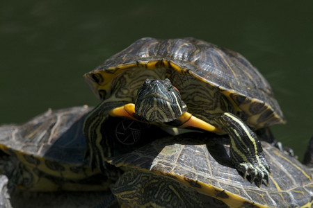 水龟盯着相机的特写镜头背景图片