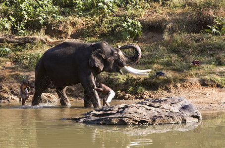 印度大象在Mudhumalai野生动图片