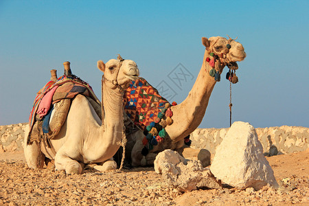 骆驼背景图片