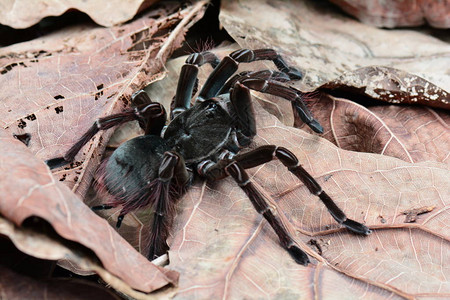 Tarantula蜘蛛绕着森林图片