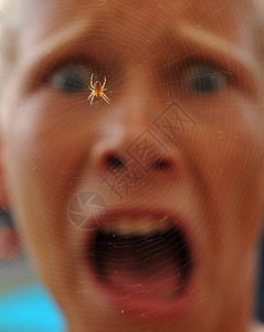 对网络中蜘蛛的恐惧反应图片