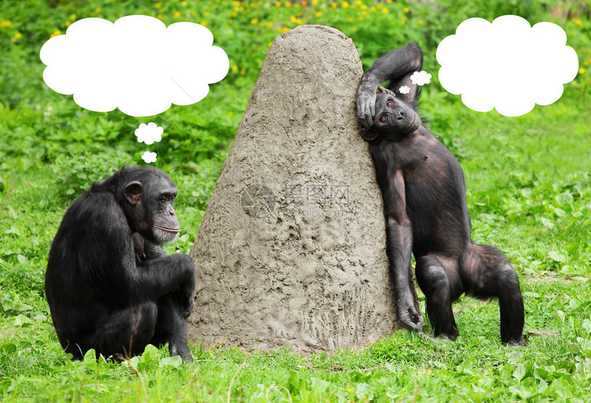 两个可笑的黑猩图片