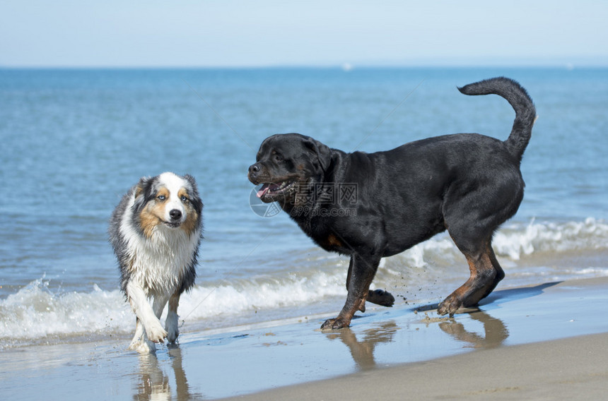 罗威纳犬和澳大利亚牧羊犬在沙滩上玩耍图片