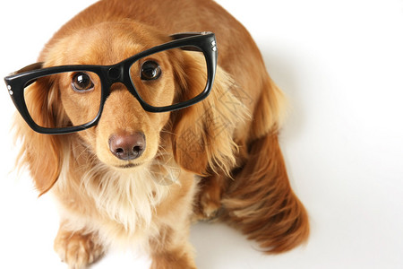 戴眼镜的腊肠犬图片
