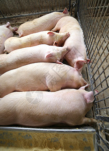 农场里睡觉的猪图片