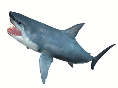 白鳍鲨大白鲨是海洋中最大的捕食者之一插画