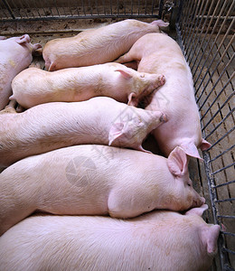 在养猪场睡着的肥猪图片
