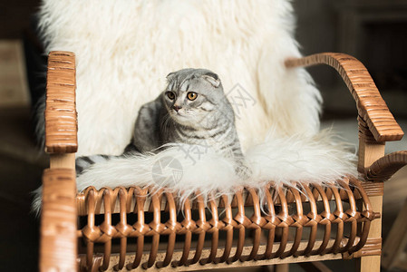 毛茸的苏格兰折耳猫躺在摇椅上裹着毛毯图片