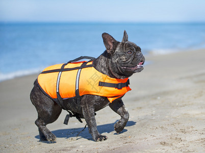 法国海滩上的法国斗牛犬在法国图片