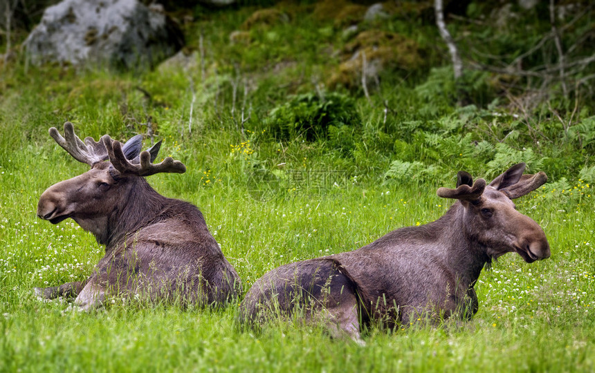 瑞典的驼鹿图片