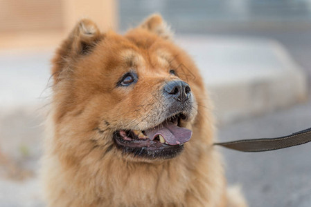 松狮犬是原产于北方的犬种背景图片