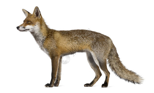 红狐的侧面视图1岁站背景图片