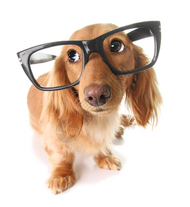 戴眼镜的智能腊肠犬图片