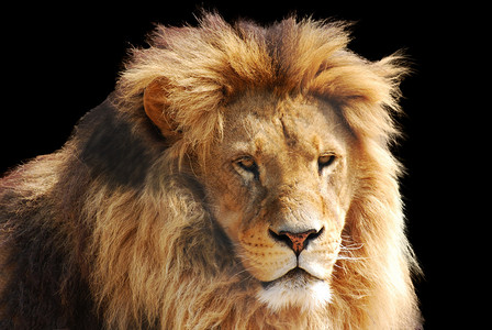 狮子头图片