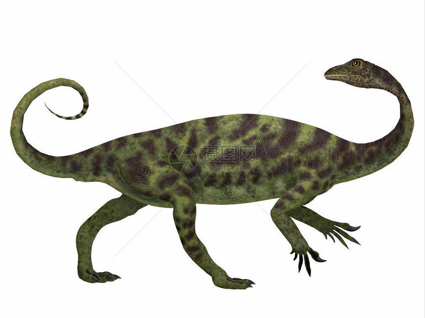 Anchisaurus是生活在北美欧洲和非洲侏罗纪时期的无孔不入的图片
