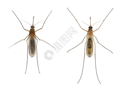 常见的家蚊Culexp图片