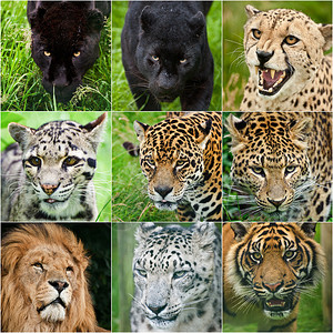 所有大型猫科动物黑豹黑美洲虎猎豹云豹美洲虎豹狮子雪豹老虎在圈养图片