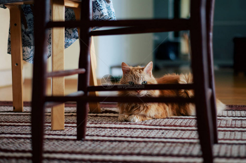 金吉儿猫躺在地毯上从椅子偷窥到摄像图片