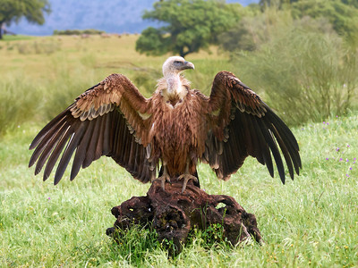 Griffon秃鹰以开放的翅膀图片
