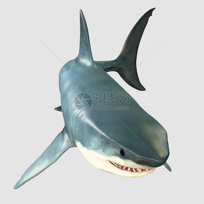 大白鲨是海洋中最大的捕食者之一图片