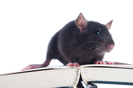 老鼠坐在打开的书上图片