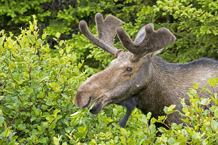 纽芬兰用树叶喂养的驼鹿在纽芬兰图片