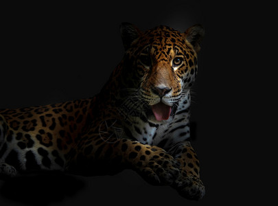 黑夜里的豹子图片
