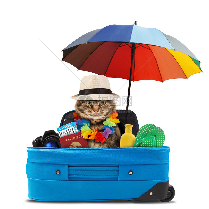 滑稽猫咪去度假随身携带旅行附件图片