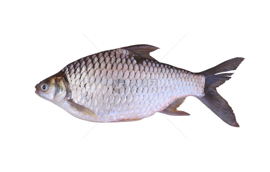 Cyprinidae或Silverbarb在白底淡水鱼中图片