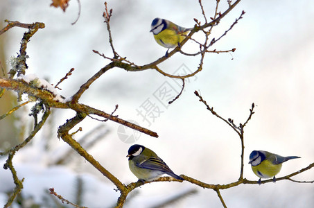 三只鸟在树枝上图片