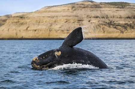 右鲸巴塔哥海洋哺乳动物露脊鲸高清图片