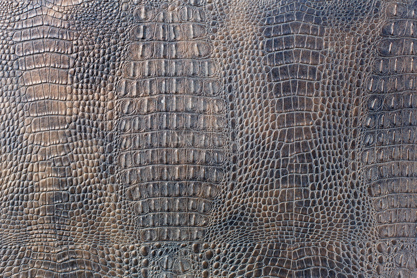 浮游鳄类皮革背景拖动鳄鱼时髦的皮肤表面图片