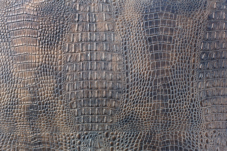 浮游鳄类皮革背景拖动鳄鱼时髦的皮肤表面背景图片