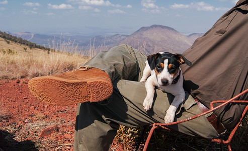 杰克罗素小狗坐在主人的膝盖上在南非山丘背景之下图片