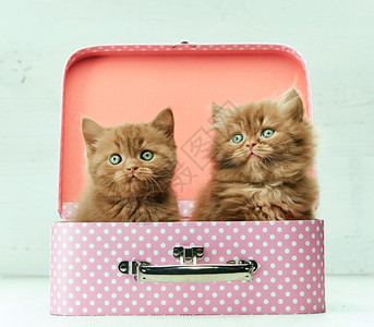 两只小猫坐在粉红袋里有选择焦图片
