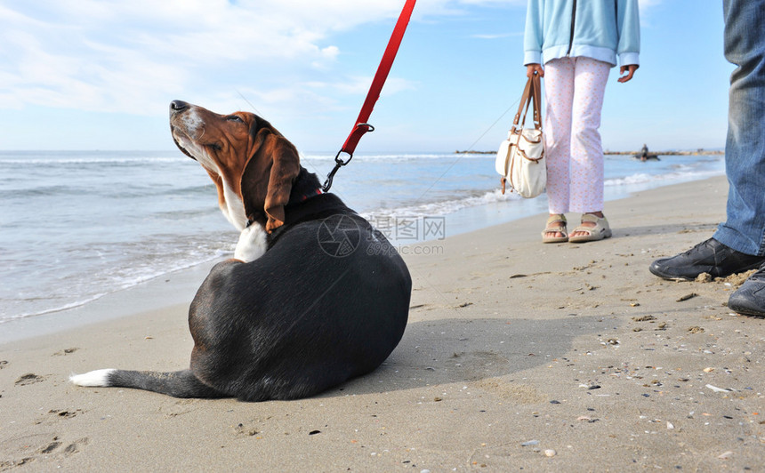 两个人等待着他们的小狗贝塞猎犬因为他图片