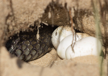 保护母亲的洞穴里的蛇蛋图片