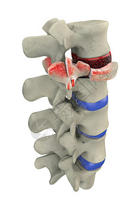 人体脊柱部分的3d插图图片