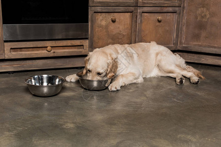 饥饿的金毛猎犬躺在厨房里用金属碗吃东西背景图片