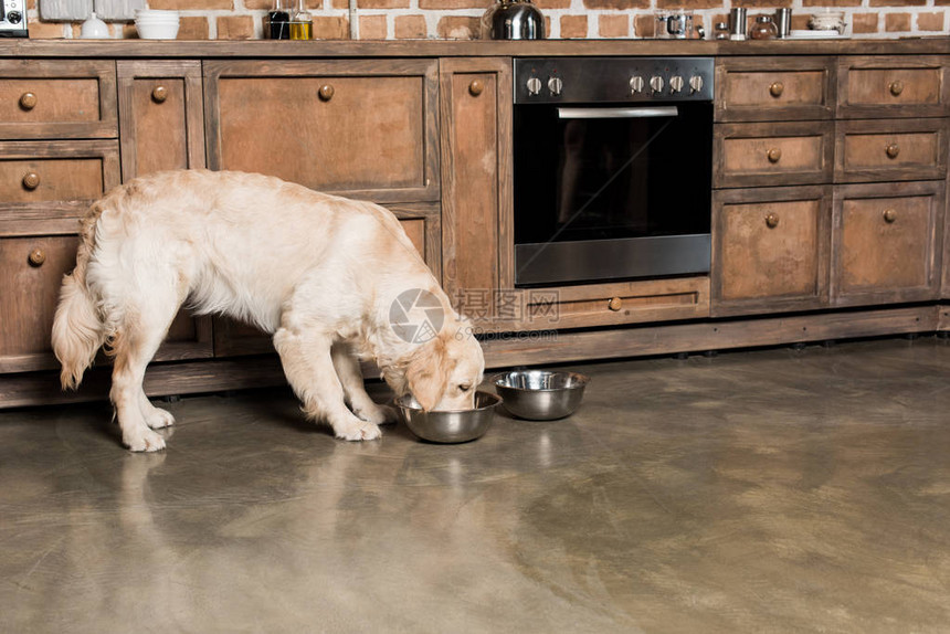 食用厨房的金属碗里的狗饿着肚图片