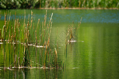 水塘芦苇植物景观图片