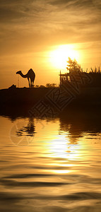 紧靠尼罗河含水反射的骆驼背影图片